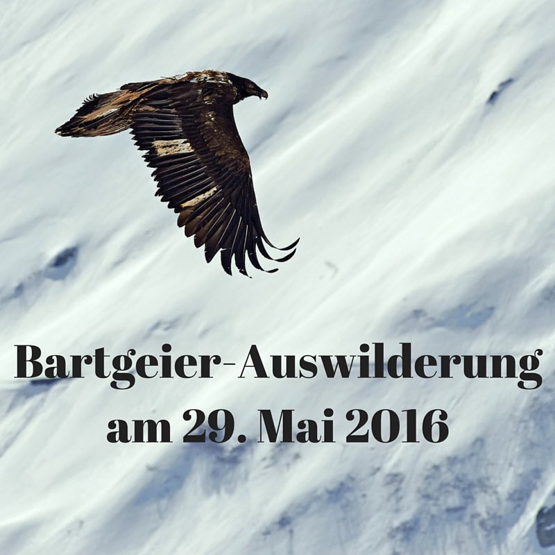 Am Sonntag, 29. Mai 2016, werden erneut zwei Bartgeier auf Melchsee-Frutt ausgewildert. Ein Erlebnis der besonderen Art... Alle Infos findet ihr auf unserer Homepage. #melchseefrutt #probartgeier #nature #auswilderung #bartgeier