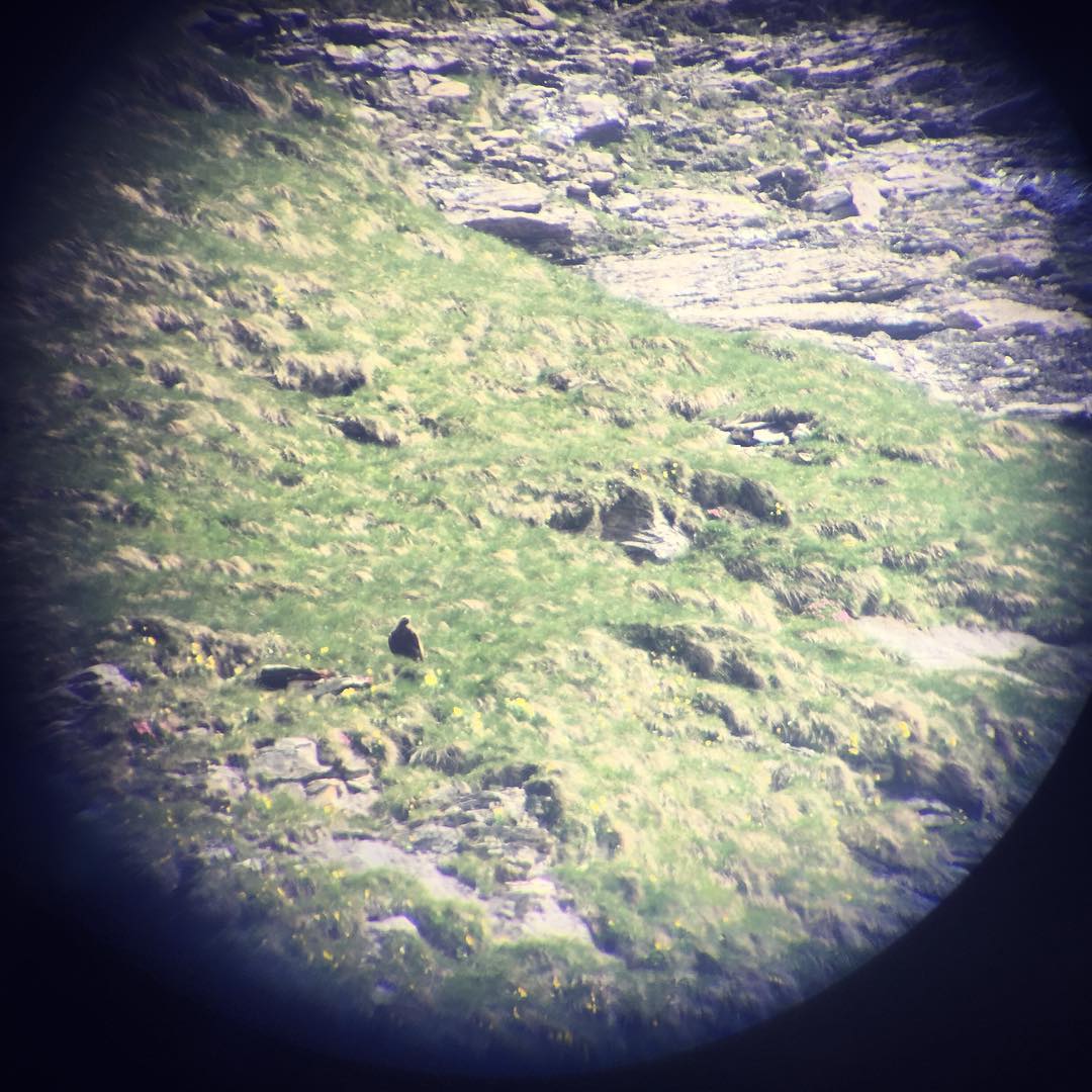 Leider leider haben wir keine Bartgeier gesehen, die waren fleissig unterwegs. Aaaaaaber: Einen Steinadler konnten wir sichten. Dank Fernrohr auch für euch sichtbar.? (If it's stupid but it works, it isn't stupid?) #melchseefrutt #steinadler #nature #fernrohr #snapshot #manmusserfinderischsein