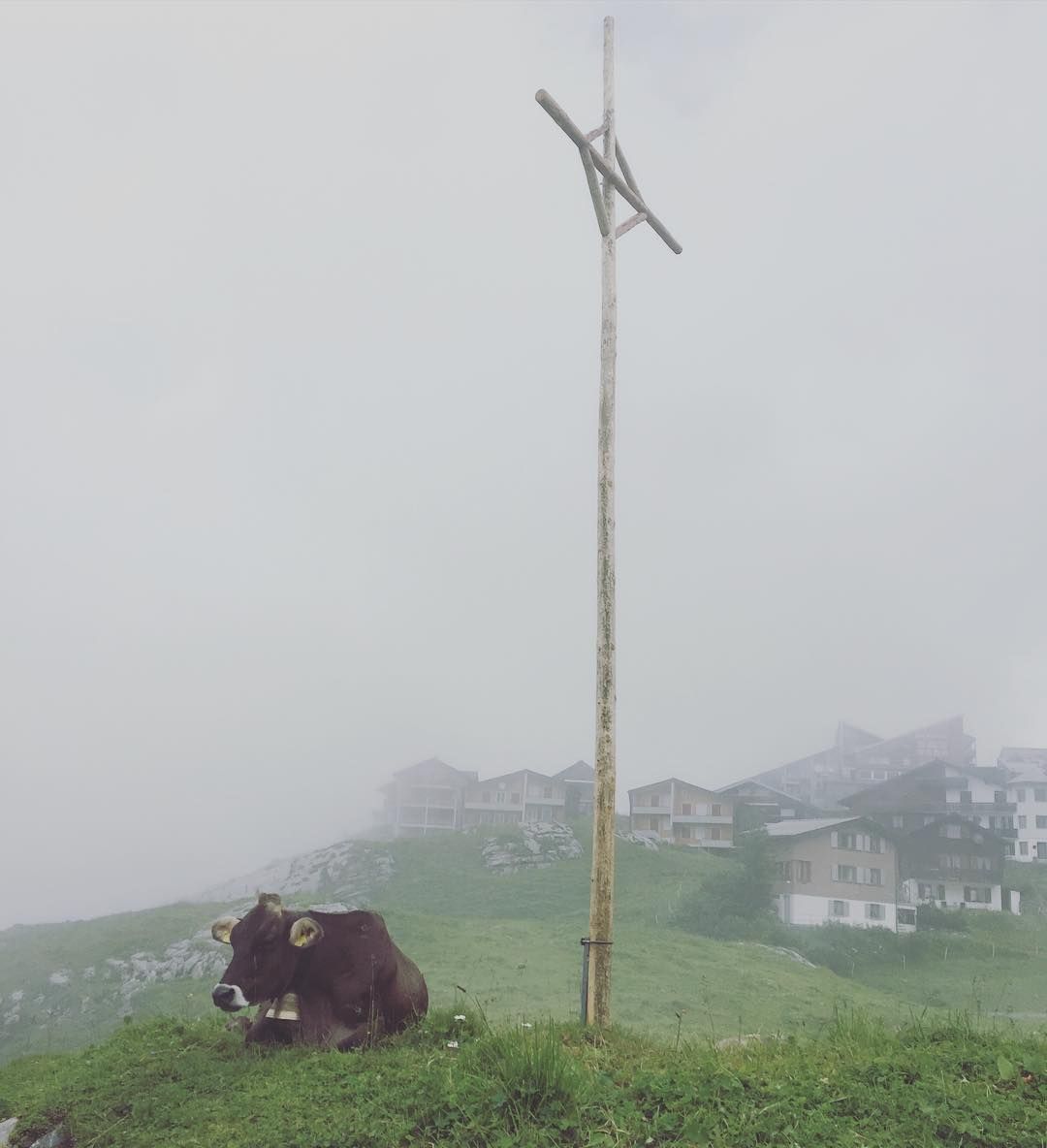 Wetter? Mir doch egal. ? #melchseefrutt #summer #cow #myswitzerland #mountains #swisscow #switzerland