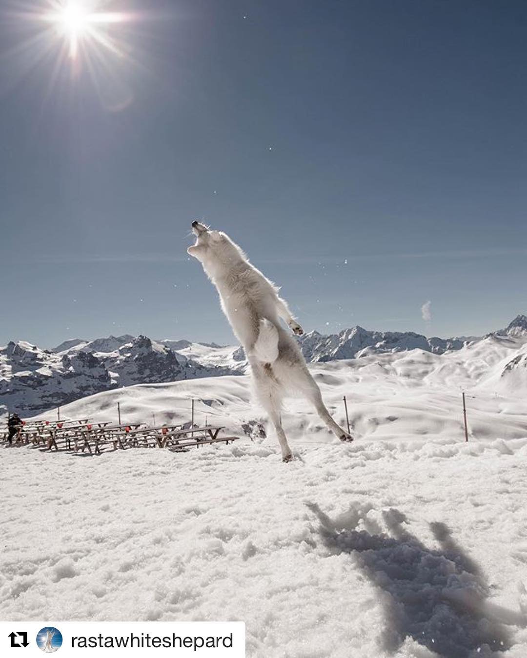 Auch Hunde fühlen sich bei uns pudelwohl!? Danke für dieses super Bild! #Repost @rastawhiteshepard
・・・
Scotty, beam me up!!!!#bergerblancsuisse #winterishere #swisswhitesheperd #cute #instagood #dogs_of_instagram #whiteswissshepherd #whiteshepherd #animals #petstagram #petsagram #myswitzerland #lovedogs #melchseefrutt #doglover #weisserschäferhund #inlovewithswitzerland #rastawhiteshepard #michelphotography #all_animals_addiction #excellent_dogs#artofvisuals #mountainphotos #boundlesscapture #filmtronic