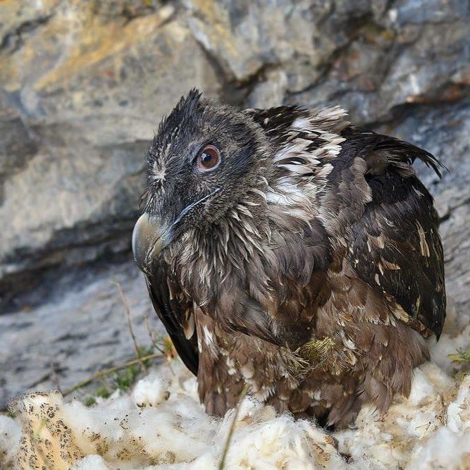 Am 5. Juni 2017 werden zum dritten Mal von der Stiftung Pro Bartgeier junge Bartgeier in der Zentralschweiz - auf Melchsee-Frutt - ausgewildert.  Die Bartgeier können jeweils von Mitte Juni bis Ende Juli vom Infostand Hengliboden aus beobachtet werden, wie sie flügge werden und ihre ersten Flugversuche starten  Alle Informationen zu der Auswilderung, das Programm sowie zum Infostand findet ihr auf unserer Website #melchseefrutt #bartgeier #stiftungprobartgeier #auswilderung #nature #animals #wildlife