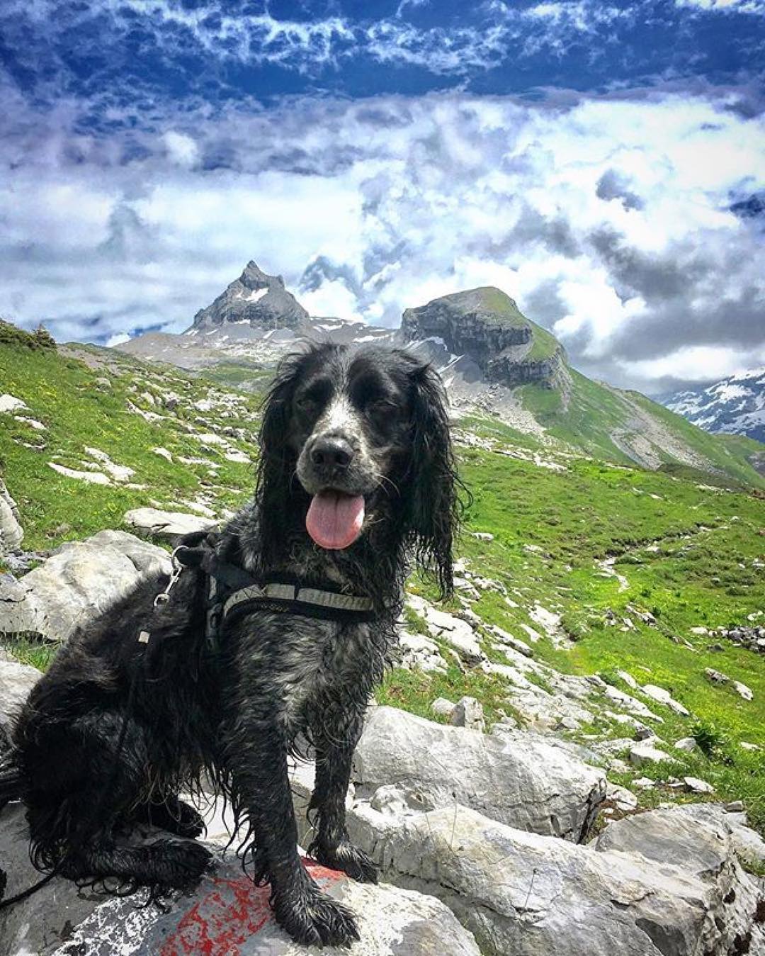 #Repost @ayla_mountaindogtoday we had a more easy #hike than yesterday but it took us the whole day and it was not that hot like yesterday so i could run around much more in the #swissalps ...#adventuredog #adventuredogseurope #adventuredogsofficial #hiking #hikingdog #hikingtrail #hikingpup #hikingwithdogs #outdoordog #intothemountains #switzerland #hikingdogsofinsta #hikingdogsofinstagram #dogsthathike #melchseefrutt #jochpass #obwalden #swissdog #switzerland #spaniel #cockermix #cockerspaniel #cockerspanielsofinstagram #mountaindog #alps #alpen