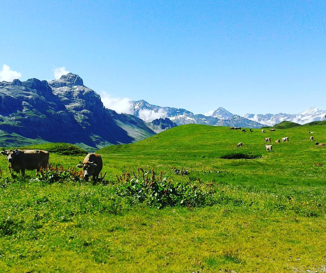 Die ersten Kühe sind los… ☺#sportbahnenmelchseefrutt  #kühe #alpsommer #schönwetter #berge #alpaufzug #summer