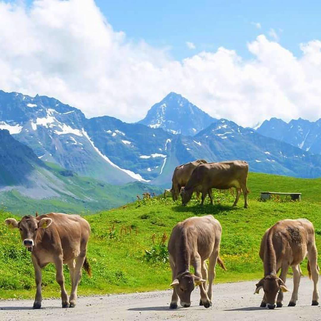#Repost @backpackerstories・・・First cows arrived!It is time for three months of summer here in the mountains. More cows gonna arrive soon. They will all be up here by the end of the week.I met these cuties during my hike today. Aren’t they gorgeous? ..#melchseefrutt #fruttlodge #switzerland #swiss #nature #naturelover #mountains #hiking #cows #sky #green #blue #views #instatravel #instapassport #globetrotter #goodtimes #fernweh #wanderlust #wandern #animals #reisen #travel #travelgram #reisefieber