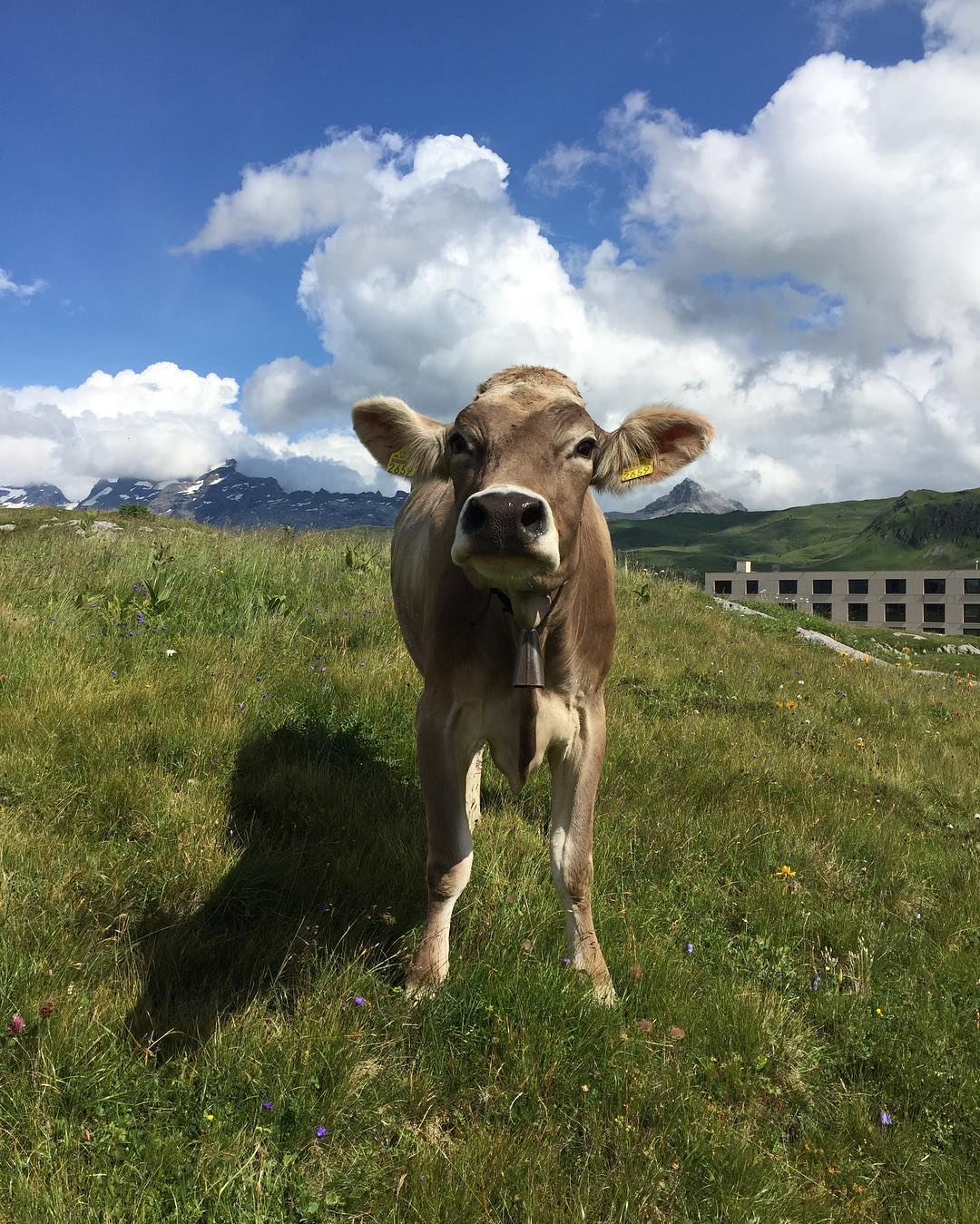 Was machsch dui denn da?? #melchseefrutt #cow #swissnature #switzerland #mountains #nature