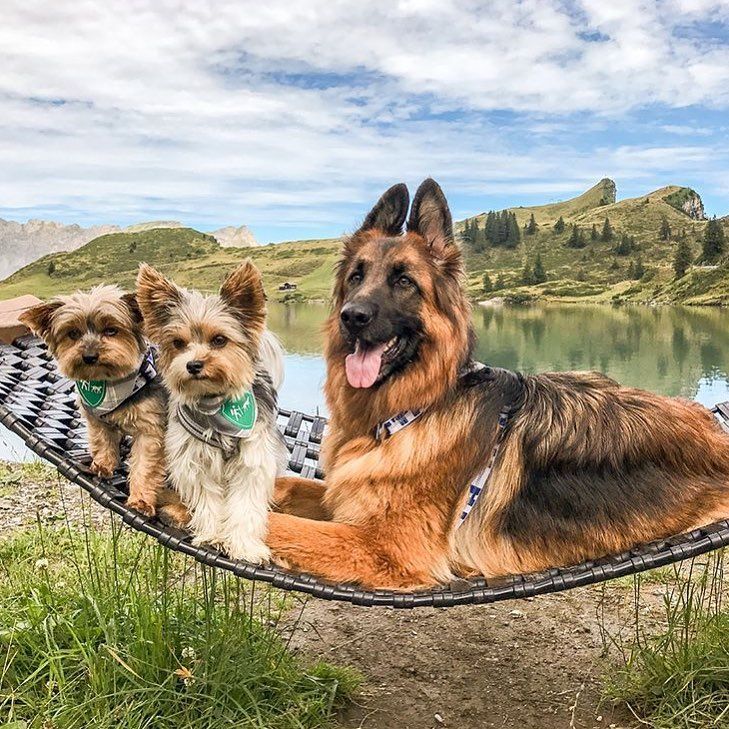 #Repost @swissyorkie
?? After 11 miles – a high 5 to my Yorkie Aika. Well done sweety. We hiked to Melchsee-Frutt. ?? Nach über 17 km wandern nach Melchsee-Frutt ein High 5 für Aika. Sie hat die Wanderung gemeistert wie ein Profi. Jetzt wird ausgeruht.