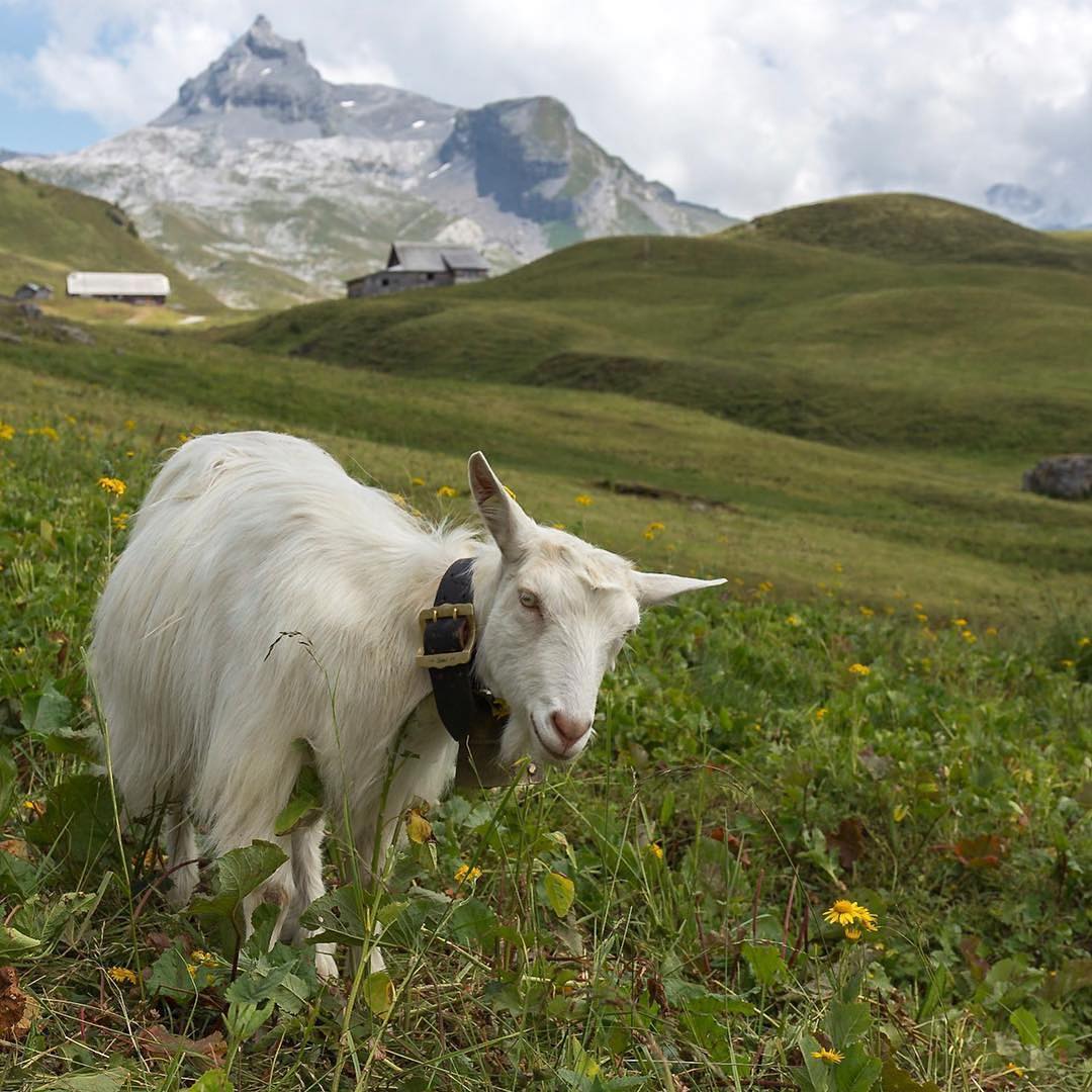 #Repost @mel_weber_photography・・・Gotta love goats ?