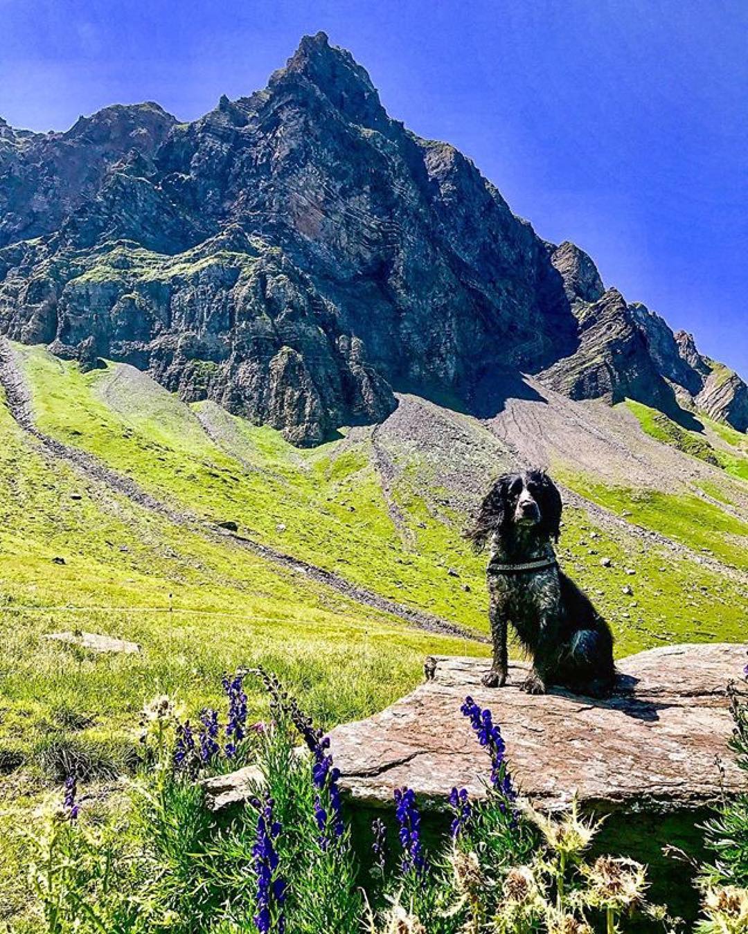 Unser Tipp: Die Hochstollenwanderung mit Begleitung auf vier Pfoten!? #Repost @ayla_mountaindog
Today we climbed the mountain which you can see in the back, it is called Hochstollen and its top is on 2480 m over sea level. The hike was cool and quite adventurous because of a storm that arrived. But we did it and wish you all a nice Swiss national holiday ??
#swissnationalday #climbingdog #climbing #hikingdog #hikingculture #hikingwithdogs #dogsthathike #hikingdogsofinsta #hikingdogsofinstagram #adventuredog #adventuredogsofficial #hochstollen #melchseefrutt #beautifulplaces #mountaindog #traildog #hikingtrail #outdoordog #goplayoutside #gooutside #exploremore #lonelyplanet #swissalps #obwalden #mountainlove #switzerland #dogstagram #hikeheaven
