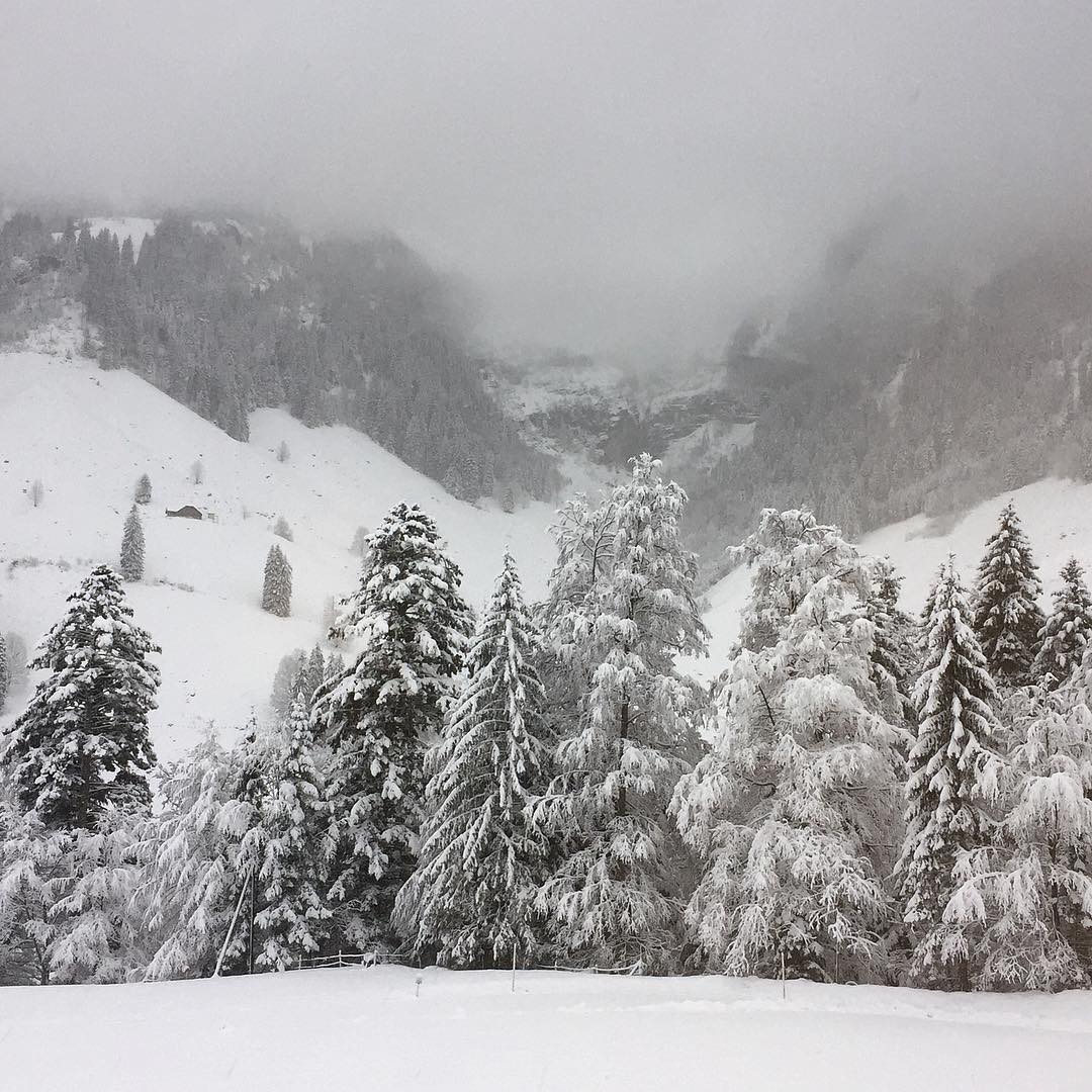 Stöckalp ist verschneit ❄️ #stöckalp #snow #winteriscoming #forest #happy #winter #enjoy #mountains #mountainlovers #earthpix #melchseefrutt #inlovewithswitzerland